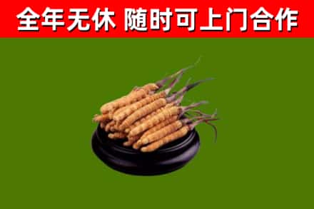 苗栗回收散虫草
