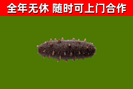 苗栗回收海参干